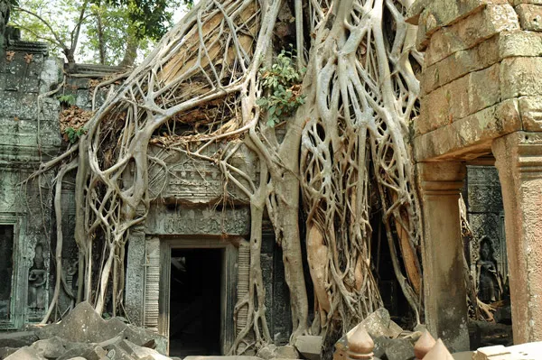 Kambodża | Dżungla wdzierająca się w świątynne mury z jednej strony niesie zniszczenie, z drugiej - tworzy niesamowite wrażenie