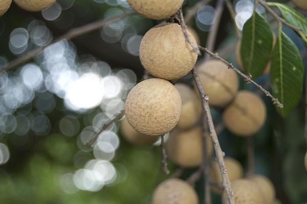 Kambodża | Longan rosnacy na drzewie
