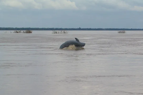 Kambodża | Delfiny rzeczne muszą od czasu do czasu wynurzyć się z wody, aby zaczerpnąć tlenu