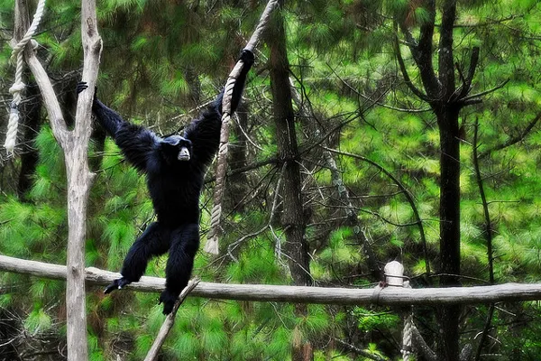 Tajlandia | Przedstawiciel rodziny gibbonowatych