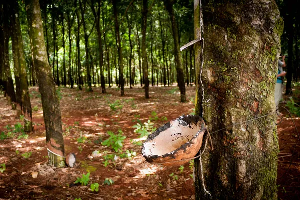 Kauczukowiec z przyczepionym doń naczyniem, czekającym na spływający sok