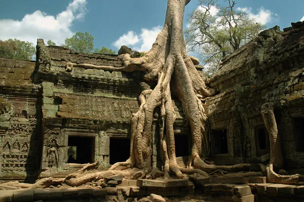 Kambodża | Potężne korzenie oplatające mury Ta Phrom