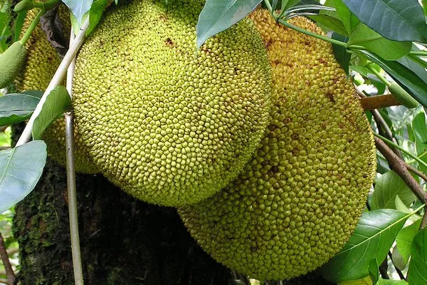 Jackfruit to największy na świecie owoc rosnący na drzewie