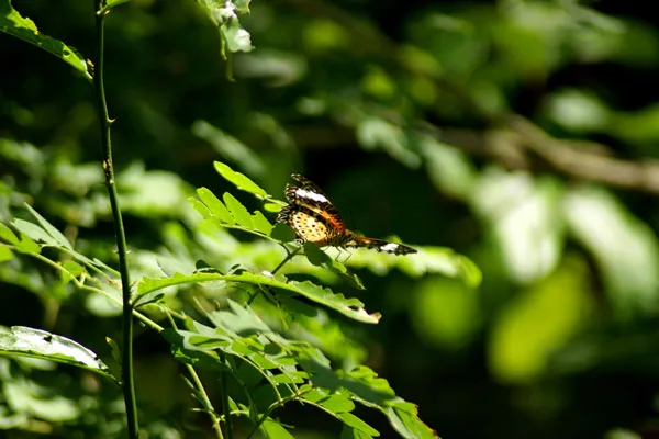 Kambodża | Zachwycający świat roślinny Kambodży