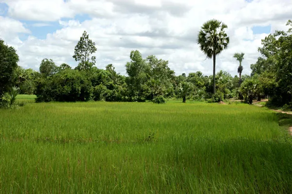 Kambodża | W ukształtowaniu terenu Kambodży dominują obszary równinne