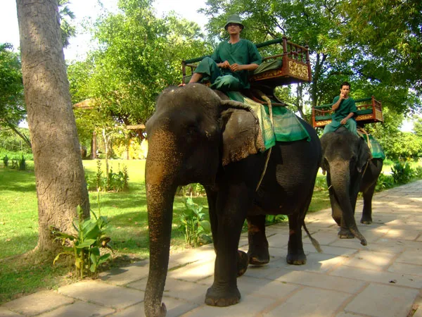 Kambodża | Spotykane niemal na każdym kroku słonie są prawdziwą atrakcją dla turystów przybywających z zachodu