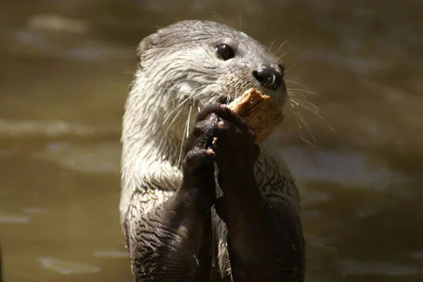 Kambodża | Wydra z okolic Phnom Penh