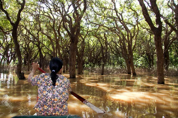 Kambodża | Zarośla mangrowe porastają głównie morskie wybrzeża na zachodzie kraju