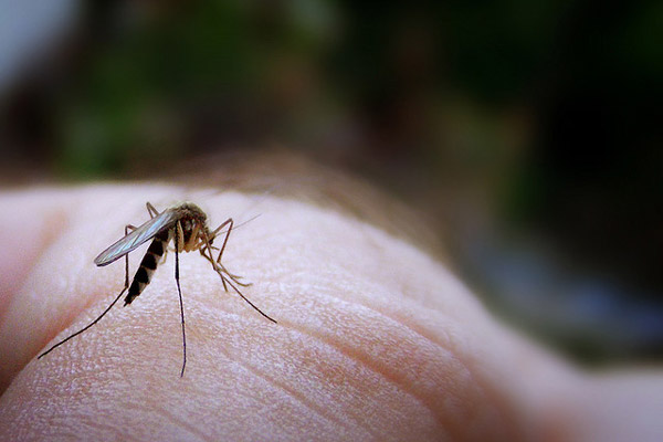 Największym zagrożeniem zdrowotnym na terenie Kambodży jest malaria roznoszona przez komary