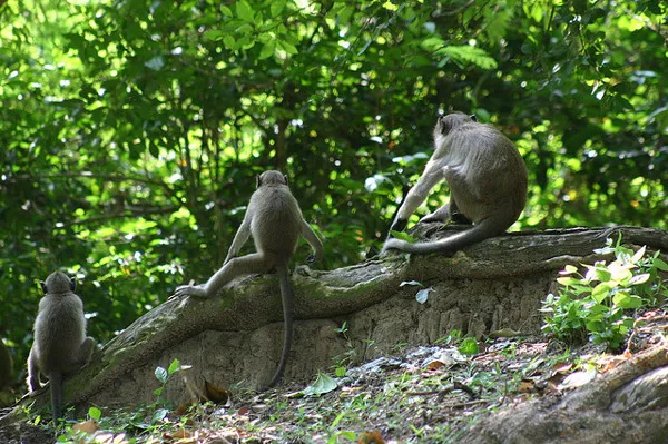 Okazuje się, że makaki mają wiele twarzy