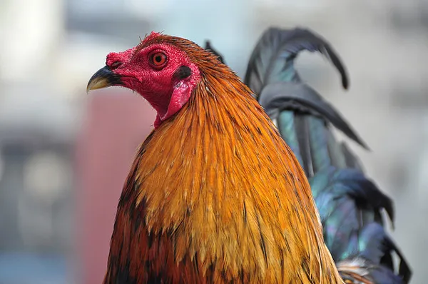 Kambodża | Walki kogutów to popularna