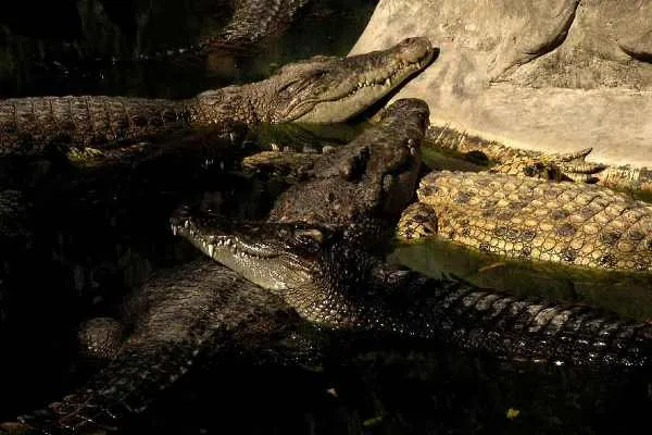 Ostatnimi czasy na fermach w Kambodży odnotowano prawdziwy krokodylowy boom