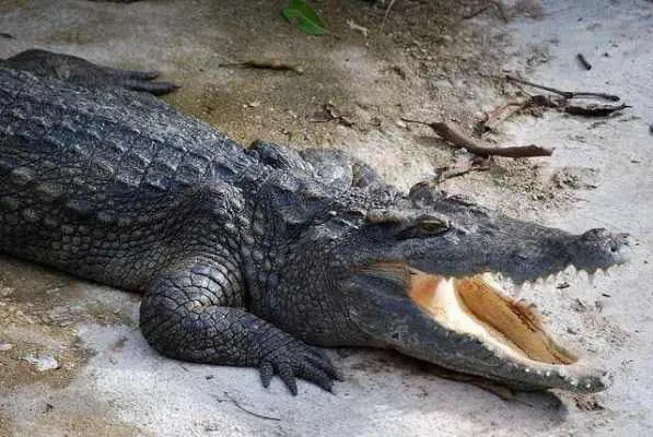 Kambodża | Cena młodego krokodyla wynosi obecnie ok. 30 dolarów