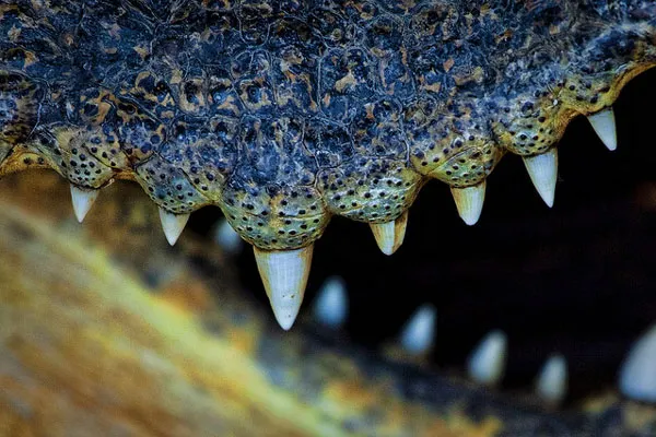 Kambodża | Jednym z bohaterów legendy o wzgórzach Battambang jest wielki krokodyl