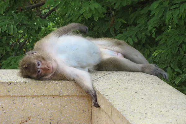 Kambodża - Wat Phnom | Nie wszyscy przejmują się represjami