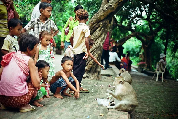 Kambodża - Wat Phnom | Teren kompleksu świątynnego zamieszkuje wiele małp i większość z nich jest przyjaźnie nastawiona do turystów