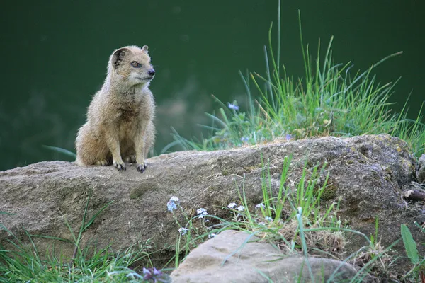 Kambodża | Dzielna mangusta