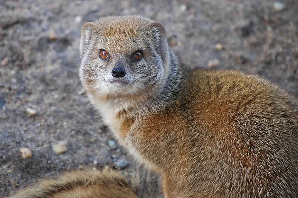 Legenda o manguście to przestroga przed impulsywnością i wybuchowością charakteru