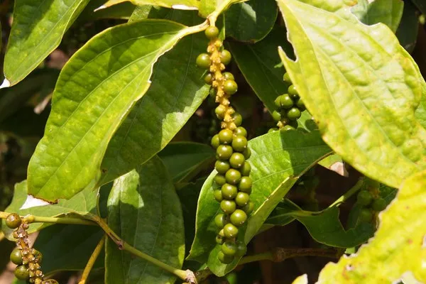 Kambodża | Śweży, zielony pieprz