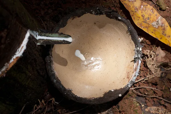 Kambodża | Cenny naturalny lateks