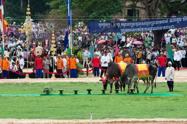 Kambodża | Zgodnie z wróżbą, w zależności od rodzaju pokarmu, jaki wybiorą zwierzęta, można spodziewać się urodzaju lub niezadowalających plonów