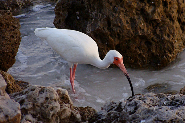 Kambodża | Istnieje kilka odmian ibisa - tu akurat ibis biały