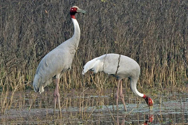 Kambodża | Żurawie królewskie to ptaki piękne i dostojne