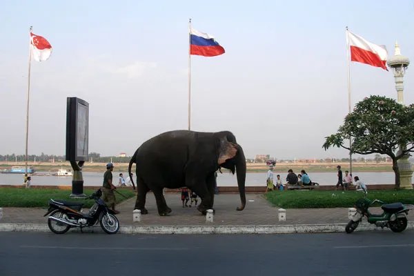 Kambodża | Przedstwiciel świata zwierzęcego Kambodży wędrujący ulicami stolicy