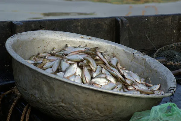Kambodża | Sos rybny robi się ze świeżych, małych rybek