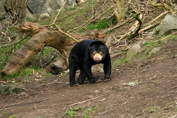 Kambodża | Niedźwiedź malajski jest najmniejszym gatunkiem niedźwiedzia na świecie