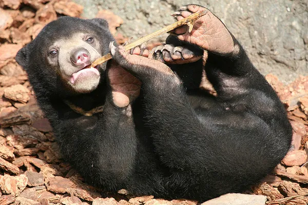 Kambodża | Niedźwiedź malajski, zwany także sun bear