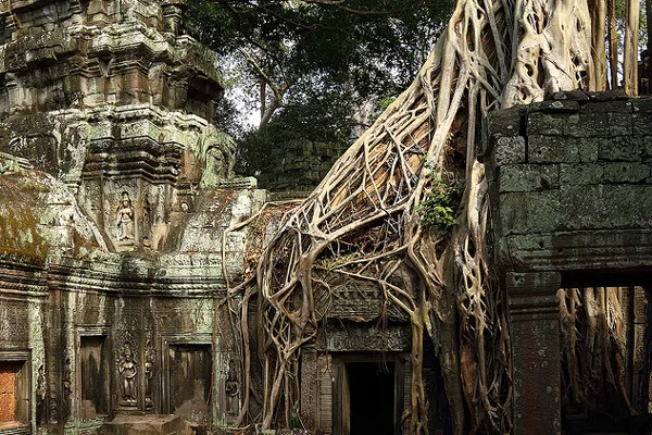 Kambodża | Ta Prohm