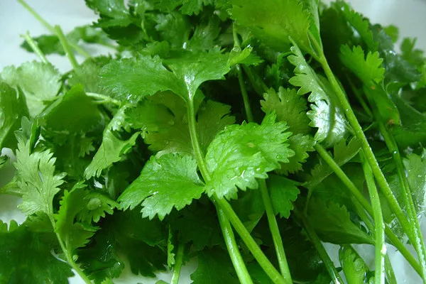 Kambodża | Świeża kolendra